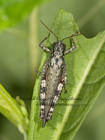 Melanoplus punctulatus  PINE TREE SPUR-THROAT GRASSHOPPER 9013470z
