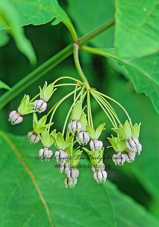 Asclepias meadii  MEAD'S MILKWEED 267709z