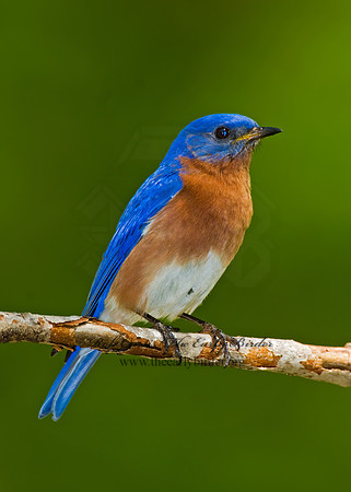 Sialia sialis  EASTERN BLUEBIRD 6003765z
