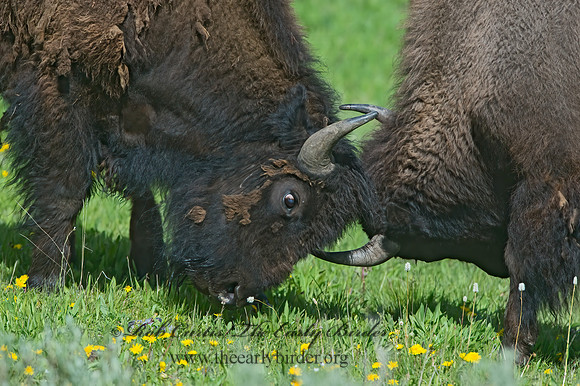 Bison bison  AMERICAN BISON 9061025z