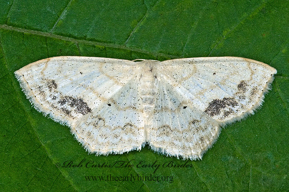 Scopula limboundata LARGE LACE-BORDER 5010573z