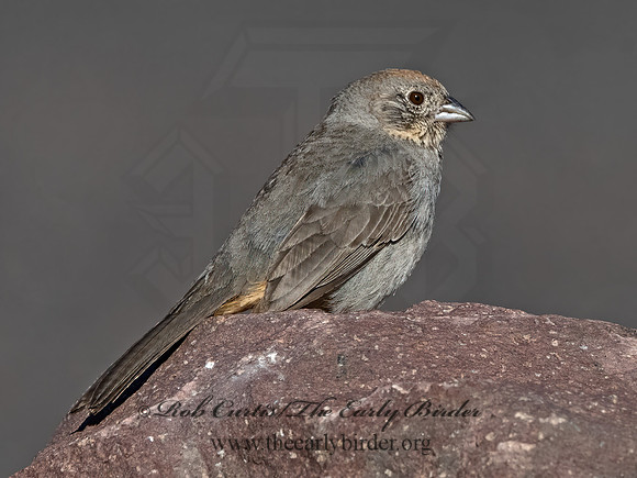 Melozone fuscus  CANYON TOWHEE 3037216z