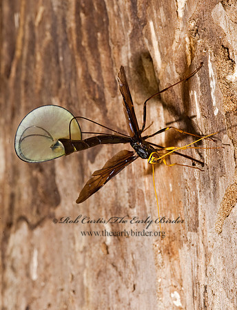 Megarhyssa atrata 8006317 Fz