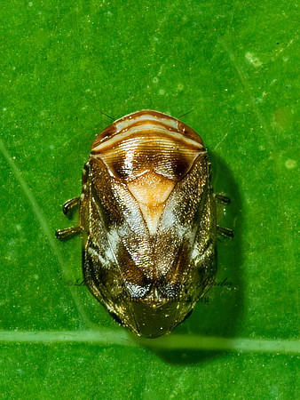 Clastoptera obtusa  ALDER SPITTLEBUG  4003062z
