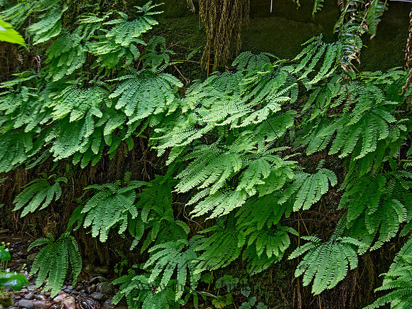 Adiantum aleuticum  WESTERN MAIDENHAIR FERN 9059238z