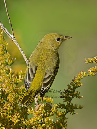 Setophaga petechia  YELLOW WARBLER 90048821z