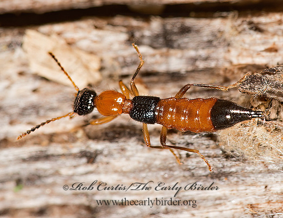 Paederus iowensis   PAEDERINI ROVE BEETLE 9023868z