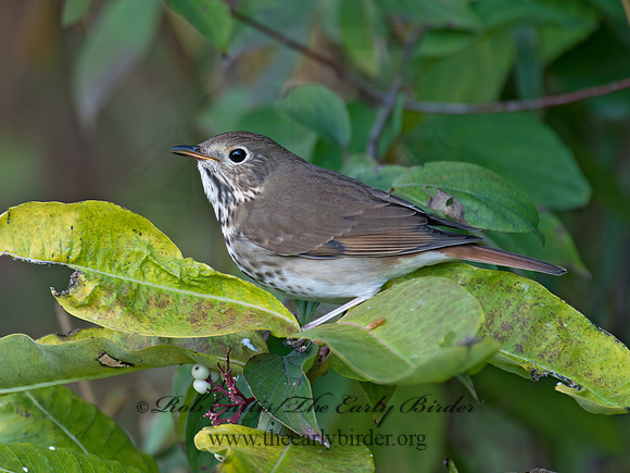 Catharus guttatus  HERMIT THRUSH 8031887z