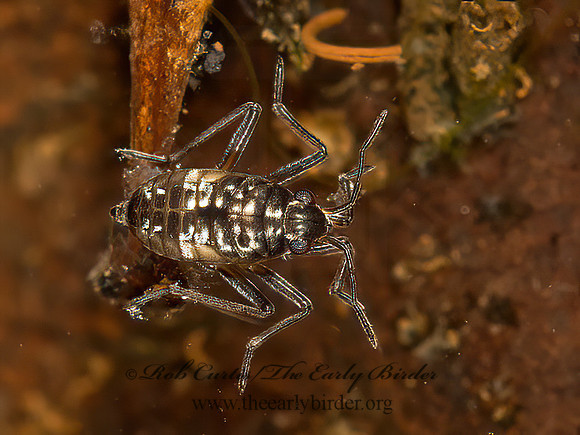 Microvelia (Kirkaldya)  SMALLER WATER STRIDER 9050682z
