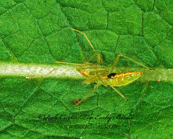 Zelus luridus 1115827z