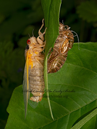 Magicicada cassinii CASSINI'S PERIODICAL CICADA 9088075 z
