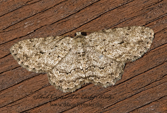 Ectropis crepuscularia - SMALL ENGRAILED MOTH 8016588z