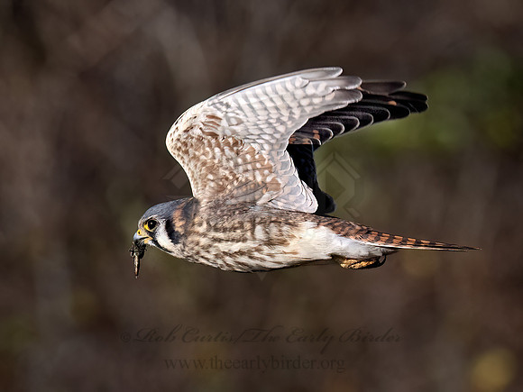 Falco sparverius AMERICAN KESTREL 9092151z
