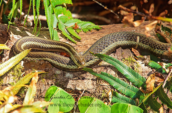 Thamnophis ordinoides  NORTHWESTERN GARTER SNAKE 132929 z