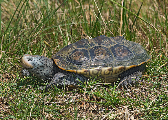 Malaclemys terrapin littoralis  TEXAS DIAMONDBACK TERRAPIN 6022610z