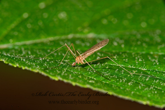 Dicranoptycha sp~  CRANE FLY 9031706z