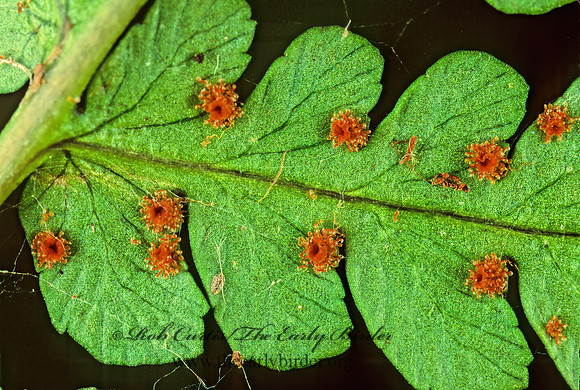 Dryopteris marginalis  MARGINAL SHIELD FERN 213929z