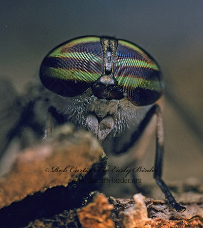 Tabanus lineola HORSE FLY 175330z