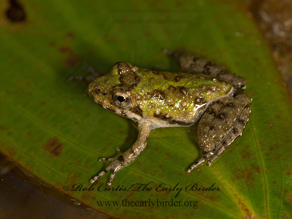 Acris blanchardi  BLANCHARD'S CRICKET FROG 9047791 z