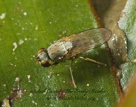 Notiphila  SHORE FLY 5014296z