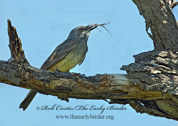 Tyrannus vociferans  CASSIN'S KINGBIRD 7008437z