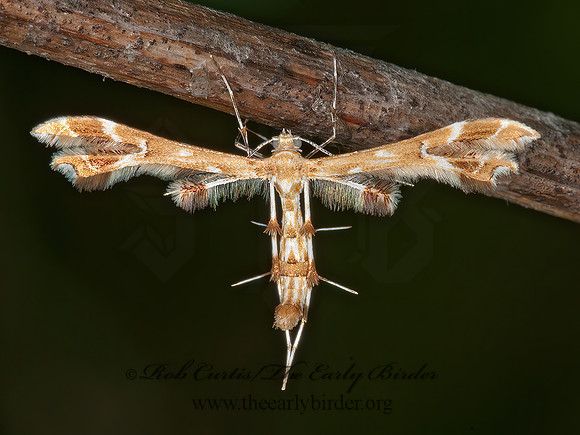 Geina periscelidactyla or sheppardi  PLUME MOTH 3013382z