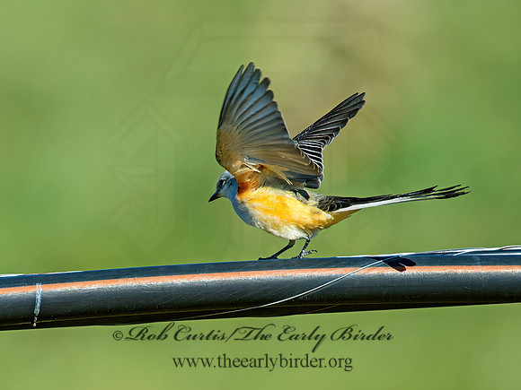Tyrannus forficatus SCISSOR-TAILED FLYCATCHER 9006701z