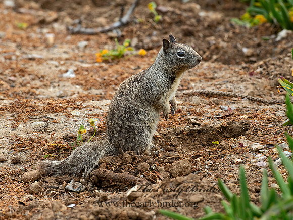 Otospermophilus beecheyi  CALIFORNIA GROUND SQUIRREL 9055590z