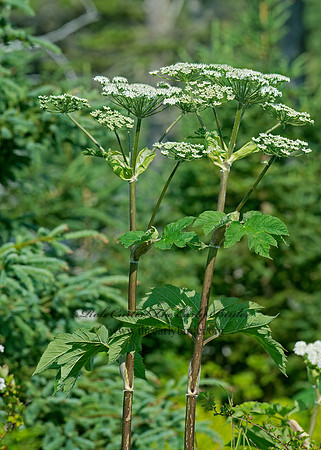 Heracleum maximum  COW PARSNIP~ 9033524z
