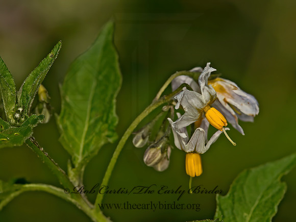 Solanum furcatum  FORKED  NIGHTSHADE 9059482z