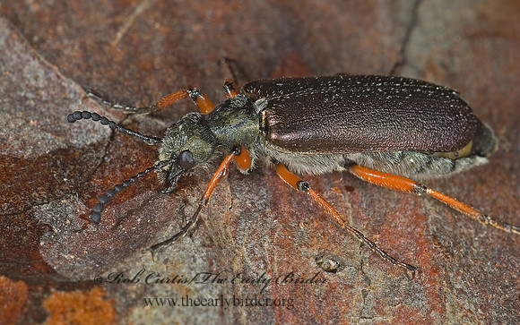 Lytta aeneus 6003151z