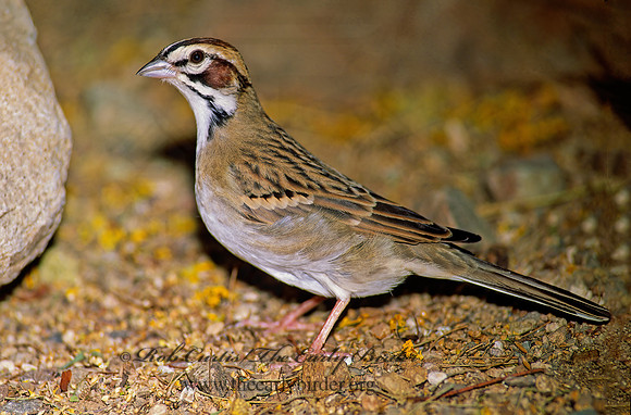 Chondestes grammacus  LARK SPARROW 93305 z