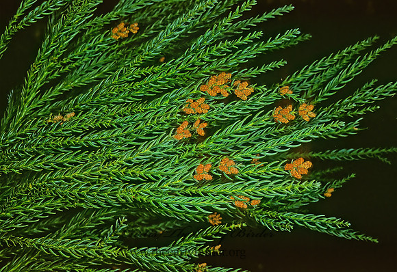 Crytpmerca japonica  JAPANESE CEDAR 215029z