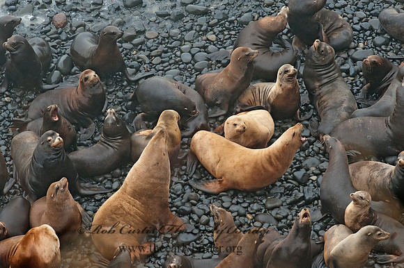 Zalophus californianus  CALIFORNIA SEA LION 8019768z