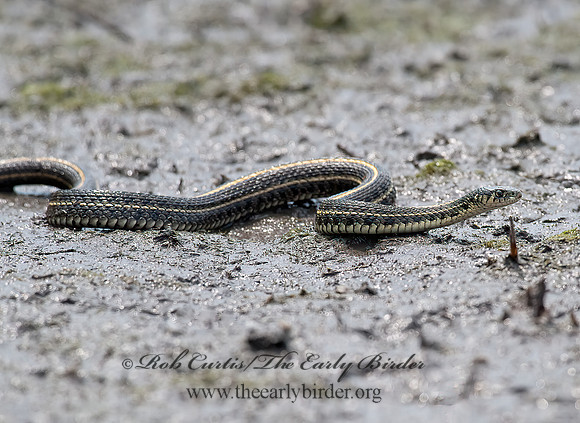 Thamnophis radix  PLAINS GARTER SNAKE 8026358 z