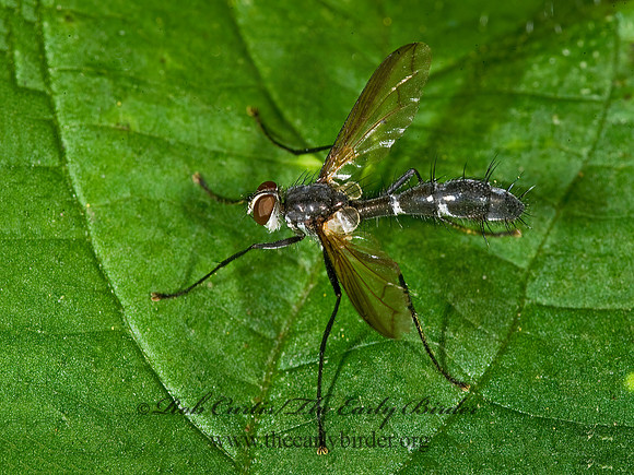 Cordyligaster septentrionalis  SOPHIINI TACHINID FLY 8007808z