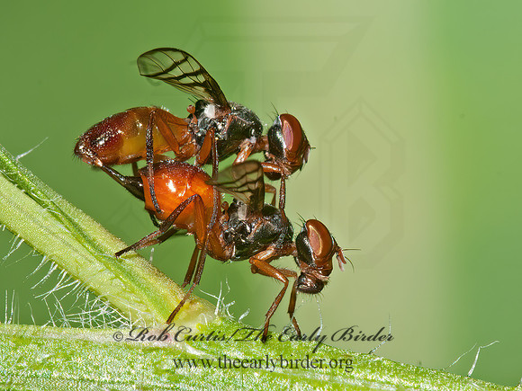 Rivellia quadrifasciata~  SOYBEAN NODULEL FLY  3014365z