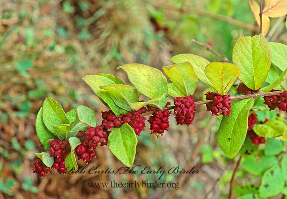 Symphoricarpos orbiculatus  CORAL BERRY 180312z