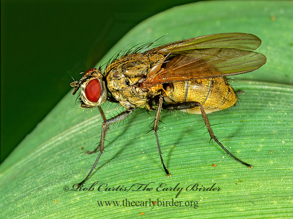 Delia or Botanophila  ROOT-MAGGOT FLY 1111633z