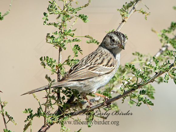Spizella breweri  BREWER'S SPARROW 9056569z