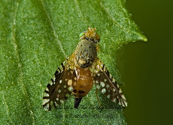 Euaresta bella FRUIT FLY 5013684z