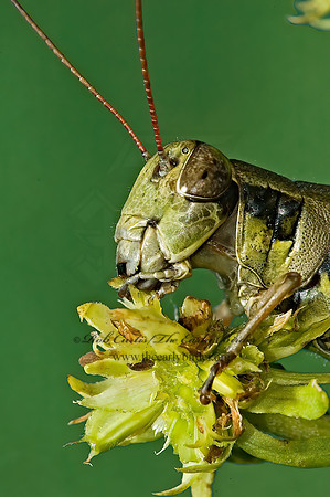 Melanoplus femurrubrum  RED-LEGGED GRASSHOPPER 5015755z