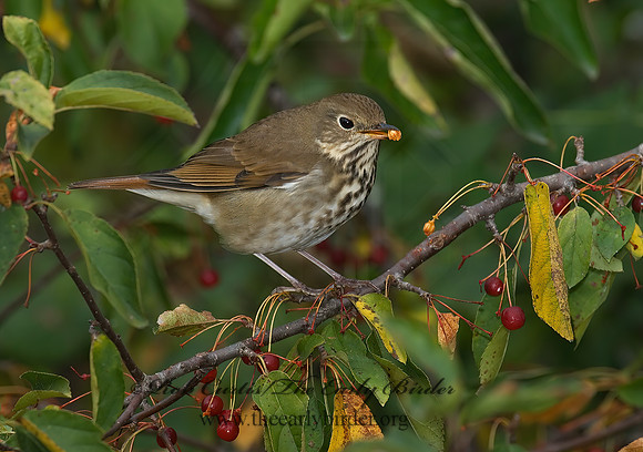 Catharus guttatus  HERMIT THRUSH 6028189z