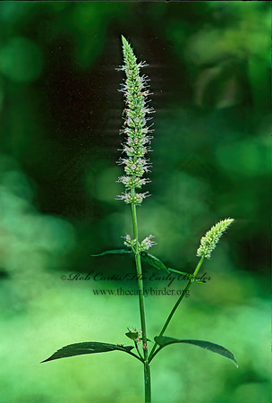 Agastache scrophulariifolia  GIANT PURPLE HYSSOP 294530z