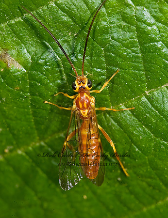 Euceros 8014526z