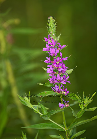 Lythrum salicaria   PURPLE LOOSESTRIFE 8022948z