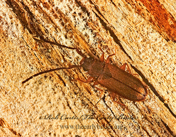 Ulieota dubius 1273737z