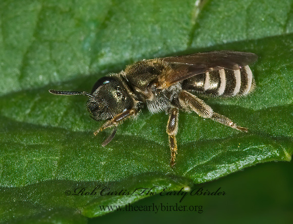 Halictus (Seladonia)  confusus  CONFUSING FURROW BEE 6014121 z