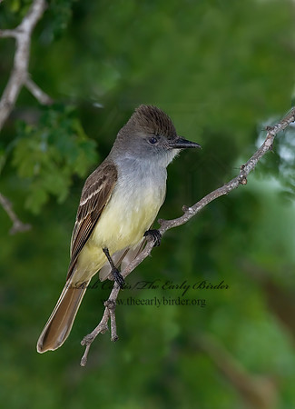 Myiarchus tyrannulus  BROWN-CRESTED FLYCATCHER 7006184z