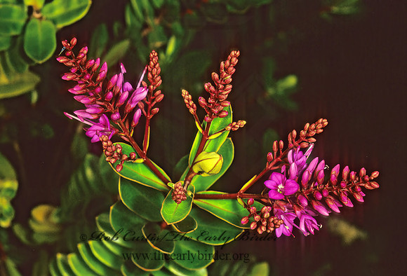 Hebe speciosa x diosmifolia Inspiration  NEW ZEALAND HEBE  122917z